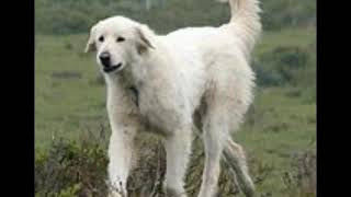 Maremma Sheepdog History And Information [upl. by Inaj]