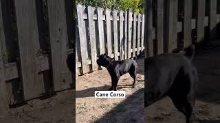 Cane Corso protecting his Chis🖤😂 canecorso chihuahua [upl. by Nielson761]