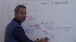 Role of Colony Stimulating Factors in Hematopoiesis [upl. by Esertap]