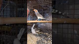 zebra finch male and femalebirds zebra finch [upl. by Socrates]