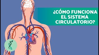 ¿Cómo es el SISTEMA CARDIOVASCULAR o CIRCULATORIO humano 🫀🧬 Características y Partes [upl. by Anilecram]