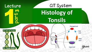 Histology of Tonsils [upl. by Ramgad29]