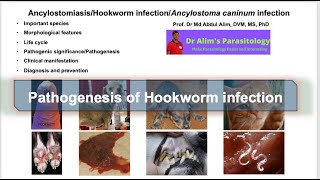 Ancylostoma caninumAncylostomiasisHookworm infection in dogs and cats Pathogenesis [upl. by Sturges325]