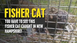 Fisher Cat Video of Animal with Sound  Trapped in New Hampshire [upl. by Trubow]