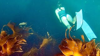 Absolute scenes during hardcore Scottish snorkeling session [upl. by Eymaj]