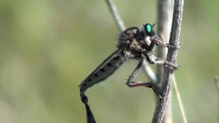 Giant Robber Fly Asilidae Promachus vertebratus Mating [upl. by Irwinn957]