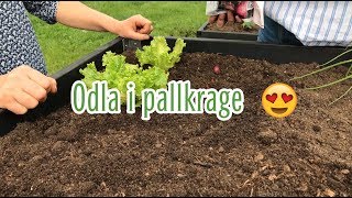 VLOGG Odla i pallkrage [upl. by Ailadgim16]