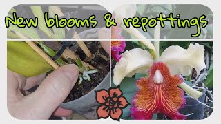 💞 NEW Orchid blooms and cattleya dowiana aurea repotting etc [upl. by Wainwright]