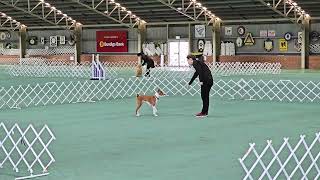 Basenji at Tricks trial  Oringo doing Novice level [upl. by Zealand]