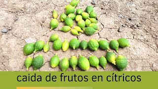 caída de frutos en citricos [upl. by Aligna]