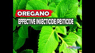 OREGANO MABISANG PAMATAY INSEKTOAPHIDS AT MGA UOD AT IBAPAANO GUMAWA NG SUPER EFFECTIVE NA OREGANO [upl. by Mallis229]