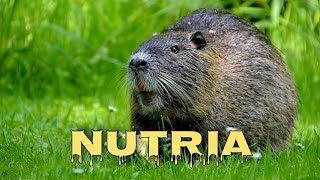 Nutria sounds coypu screaming [upl. by Silyhp]