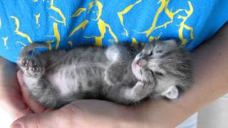 Our 3 weeks old kitten sleeping and purring at the same time [upl. by Rape]