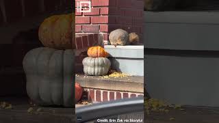 LOOK AT THE SIZE OF THAT THING quotMorbidly Obesequot Squirrel Caught Devouring Pumpkins [upl. by Hoj]