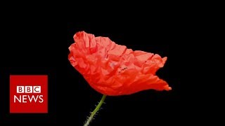 Remembrance Day Why people wear poppies and others dont  BBC News [upl. by Anaugahs]