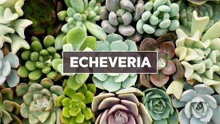 Echeveria Succulents 101  Care Tips amp Unique Traits [upl. by Vanni]