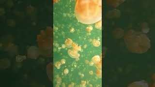 Palau Jellyfish Lake with Tremendous Glowing Jellyfish Dancing Around  BlackPearl Liveaboard [upl. by Milstone215]