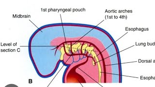 Pharyngeal Arches Development Model Part 02  2nd Year MBBS OSPE [upl. by Darin]