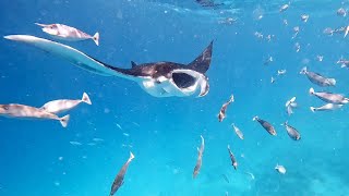 Maldives Hanifaru Bay Swimming with Manta Ray 1520 Sep [upl. by Lean]