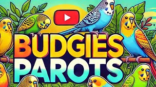 Relaxing Budgies and Parrots Sounds  Live Nature Ambience [upl. by Apostles]