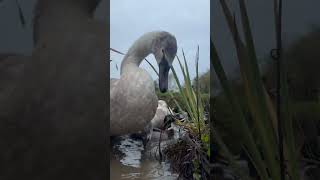 Cygnets feeding beautifulnature swan cygnets shotoniphone animalswildlife natureisawesome [upl. by Valery]