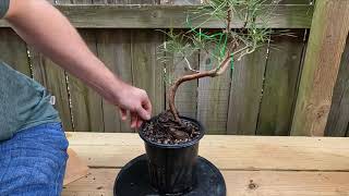 Massive changes to Loblolly Pine Bonsai  Root Over Rock Style [upl. by Francesca]