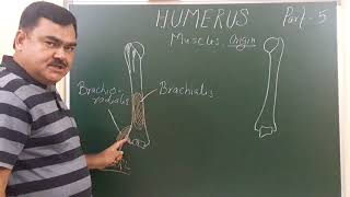 Anatomy of Humerus part 59 by Dr A K Singh [upl. by Ecirtnas]