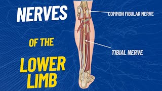 cutaneous innervation of lower limb in 60 sec 😜 [upl. by Lanae410]