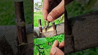 Fig Grafting very easy 2025 grafting fe shortvideo gardening [upl. by Terina]