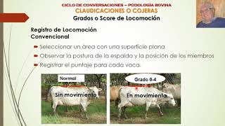 Cojeras y Enfermedades Podales en Bovinos Parte 2 Score de Locomoción [upl. by Garling]