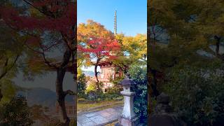 Fall foliage Kyoto Sanmyoin temple amp Miyakehachimangu shrine fall autumn temple shrine kyoto [upl. by Aerdma]