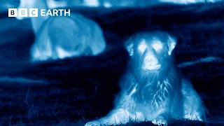 Dogs Protect Herd From Wolves Caught in Night Vision  BBC Earth [upl. by Goran]