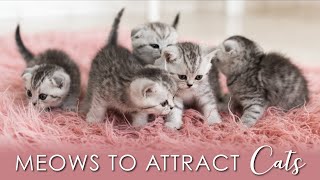 Meows to ATTRACT CATS Sounds To Make Your Cat Come To You GUARANTEED meow kittens catlovers [upl. by Coady652]