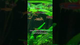 An overview of the amazing chilli rasbora Boraras brigittae [upl. by Tilda122]