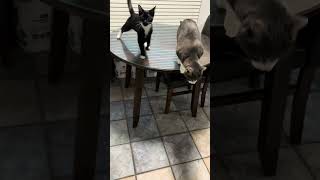 Begging for treats cat catsofyoutube kitten [upl. by Leinadnhoj117]