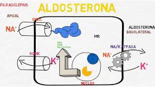 Aldosterona Mecanismo de acción de la aldosterona [upl. by Chew]