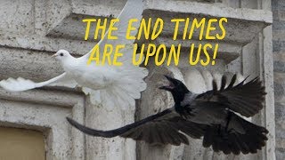 Peace Doves Attacked By Other Birds At Vatican [upl. by Edaj]