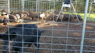 50  Hogs Trapped in Colorado County Texas [upl. by Canada]