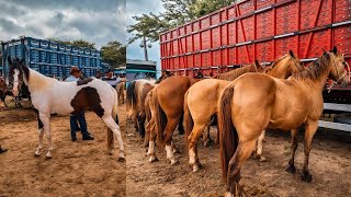 FEIRA DE CAVALO DE CARUARU PE CAVALOS A PARTIR DE R800 HOJE TERÇA FEIRA 120923 [upl. by Cirillo141]