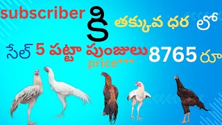 salesubscriber కి 5 పట్టా పుంజులు తక్కువ ధరలోvideo viral 9542131141 [upl. by Eahcim]