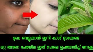 മുഖം വെളുക്കാനും തിളങ്ങാനും ക്ലിയർ സ്കിന്നിനും പേരയില ഒറ്റ തവണ ഇത് പോലെ ഉപയോഗിക്കൂ [upl. by Bowrah]