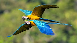 Amazon Rainforest  Birds and Wildlife at Cristalino Jungle Lodge  Brazil 2023  Relaxation Video [upl. by Draneb]