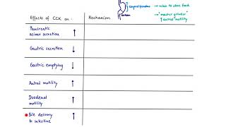 Brandls Basics Effects of CCK Cholecystokinin [upl. by Oironoh]