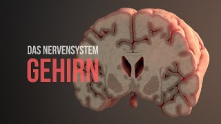 Nervensystem Teil 2  Aufbau und Funktionsweise des Gehirns Animation [upl. by Ytsirhk]