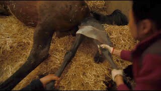 ENG SUB 말의 출산과 망아지 탄생  Thoroughbred mare in labor l A horse giving birth l newborn foal [upl. by Falda]