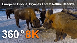 European Bison Bryansk Forest Nature Reserve 8K 360 video [upl. by Danie668]