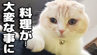 猫と一緒におせち料理を作ってたら大変なことに [upl. by Lobiv]