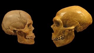 Homo Sapiens vs Neanderthals  The Evolution of Language [upl. by Oirevlis]