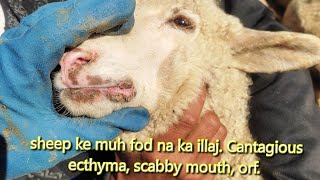 Sheep ke muh fod na ka illaj Contagious ecthyma orf scabby mouth treatment [upl. by Naillil]