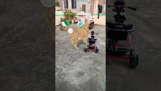 Kala chashma song🐕🐶funnydog shorts [upl. by Nesyt]